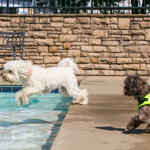 Uptown Hounds Pool Area.  A picture of two dogs about to jump in the pool and one is wearing a life jacket. 
